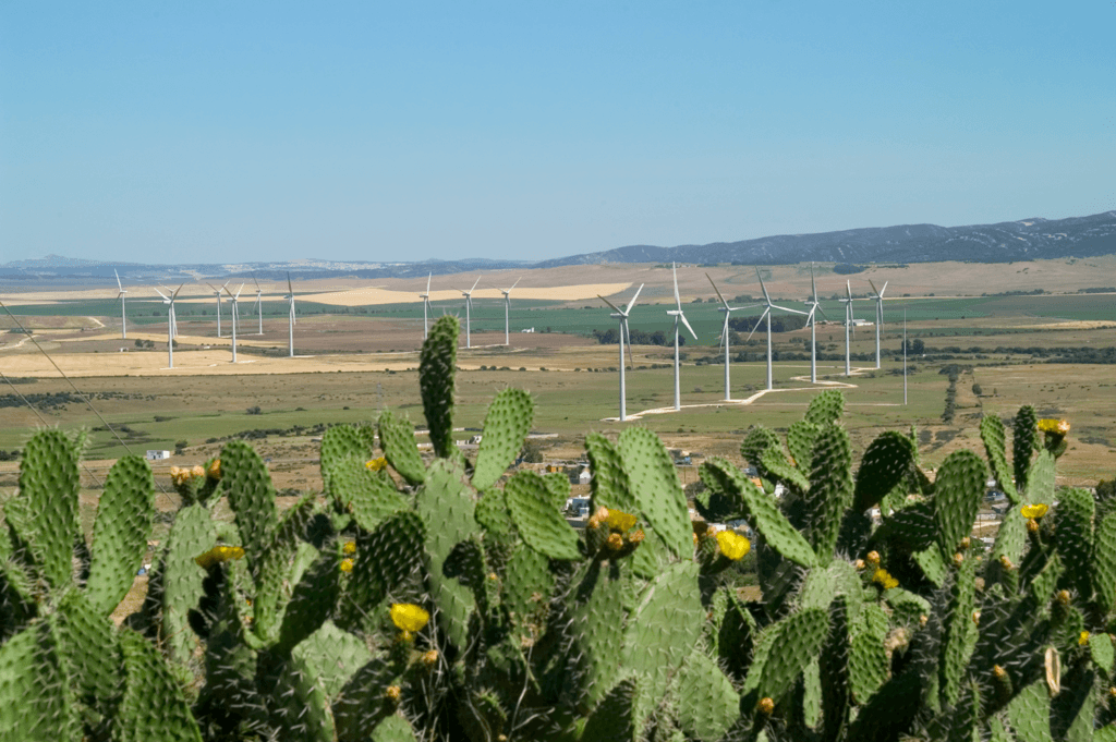 Photo from Spanish wind farm La Herreria with turbines in the background and cactus on the foreground